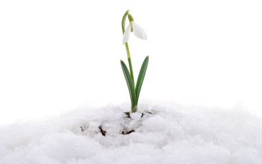 Kardelen çiçek gerçek kar beyaz izole çıkıyor.