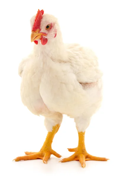 White Hen Isolated White Studio Shot — Stock Photo, Image