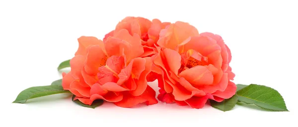 Tiga Mawar Oranye Yang Indah Dengan Latar Belakang Putih — Stok Foto