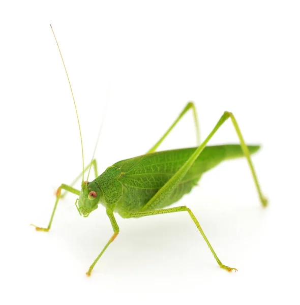 Green Locust Isolated White Background — Stock Photo, Image