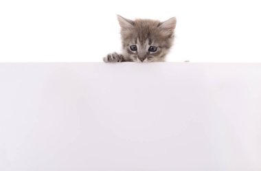 Beyaz arkaplanda boş izole kedi yavrusu.