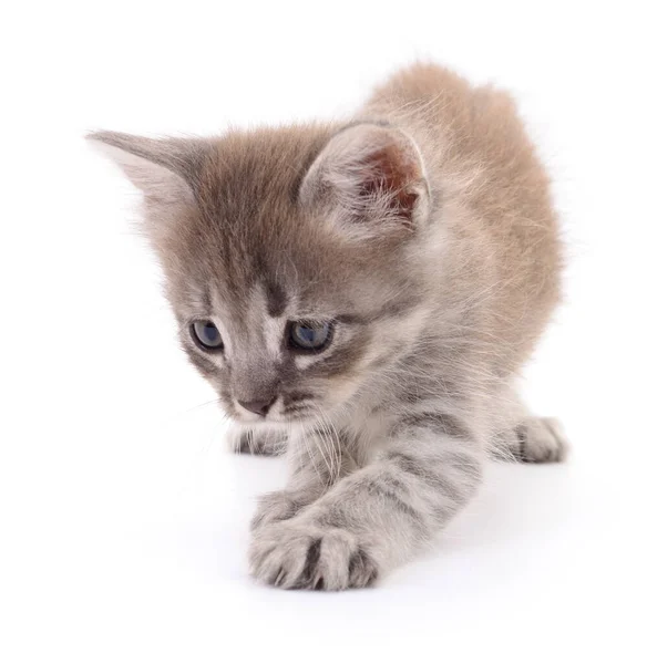 Pequeno Gatinho Cinza Isolado Fundo Branco — Fotografia de Stock