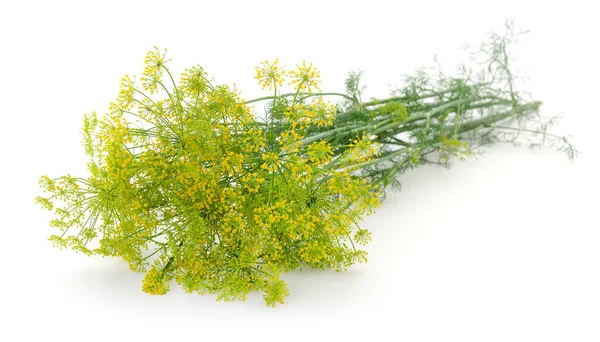 Bund Frischer Grüner Dill Auf Weißem Hintergrund — Stockfoto