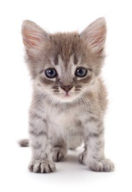 Beyaz arka planda izole edilmiş küçük gri kedi yavrusu.
