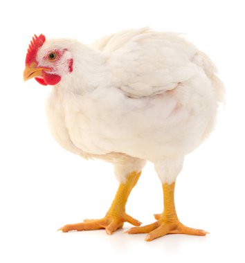 Beyaz tavuk beyaz, stüdyo çekimi
