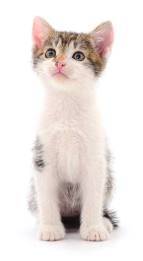 Beyaz arka planda izole edilmiş küçük gri kedi yavrusu.