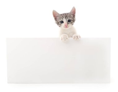 Beyaz arkaplanda boş izole kedi yavrusu.