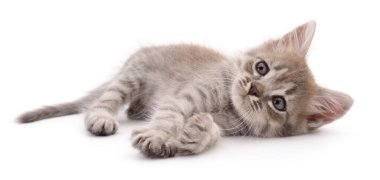 Beyaz arka planda izole edilmiş küçük gri kedi yavrusu.