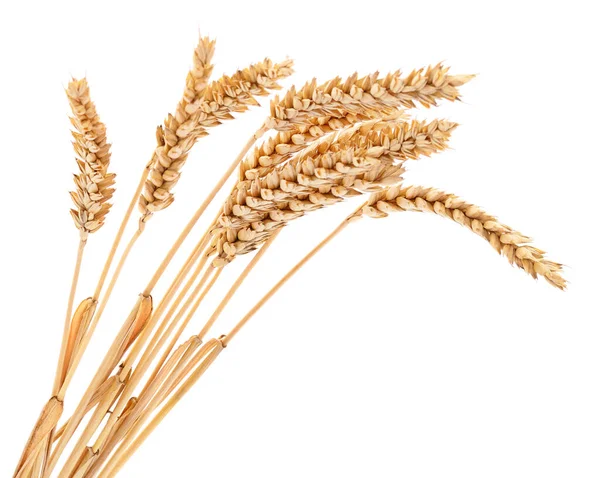Beyaz arkaplanda yalıtılmış buğday kulakları.