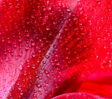 Kırmızı çiçek Hippeastrum ya da Amarilis kapatın.