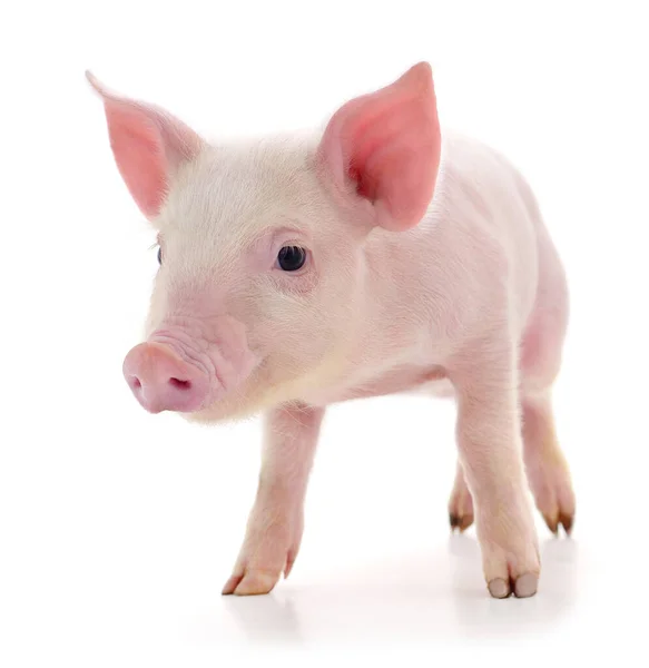 Cerdo Que Está Representado Sobre Fondo Blanco — Foto de Stock