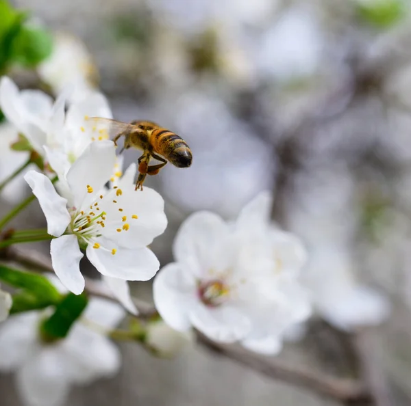 Bee Flower White Cherry Blossoms — Stock Photo, Image