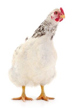 Beyaz tavuk beyaz, stüdyo çekimi