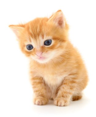 Beyaz arka planda izole edilmiş küçük kahverengi kedi yavrusu.