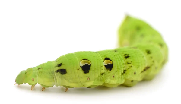 Bruco Verde Isolato Fondo Bianco — Foto Stock