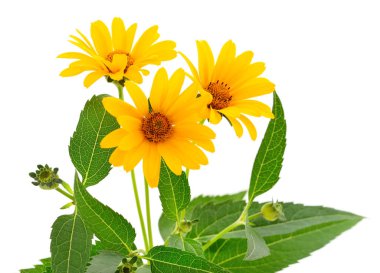 Beyaz arkaplanda üç sarı çiçek. 