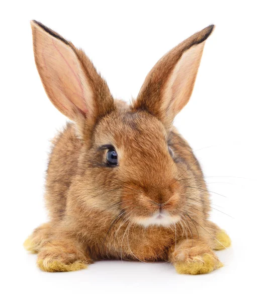 Pequeño Conejo Marrón Aislado Sobre Fondo Blanco — Foto de Stock