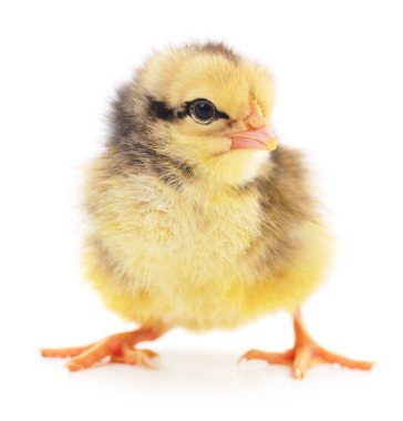 Beyaz arka planda küçük bir tavuk
