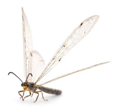 Yusufçuk böceği beyaz arka planda izole edilmiş, stüdyo çekimi.