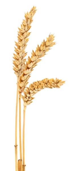 Вуха Пшениці Ізольовані Білому Тлі — стокове фото