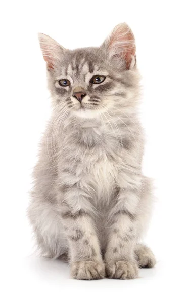 Маленький Сірий Кошеня Ізольований Білому Тлі — стокове фото