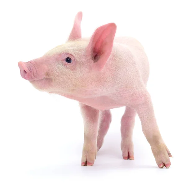 Cerdo Que Está Representado Sobre Fondo Blanco —  Fotos de Stock