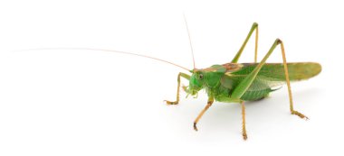 Beyaz arka planda yeşil çekirge izole edilmiş.. 