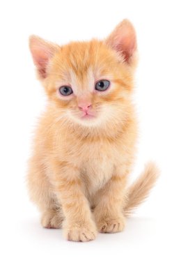 Beyaz arka planda izole edilmiş küçük kahverengi kedi yavrusu.