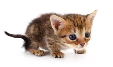 Beyaz arka planda izole edilmiş küçük kahverengi kedi yavrusu.
