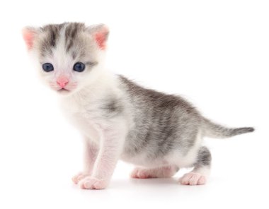 Beyaz arka planda izole edilmiş küçük gri kedi yavrusu.