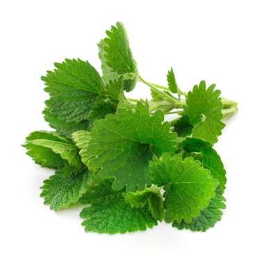 Siyah Horehound (Ballota nigra) beyaz üzerinde izole.