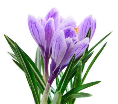 Güzel mavi ilkbahar çiğdemler beyaz arka plan üzerinde izole.