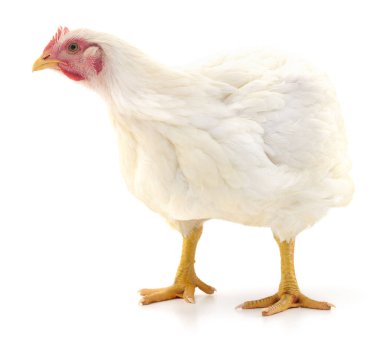 Beyaz tavuk beyaz, stüdyo çekimi