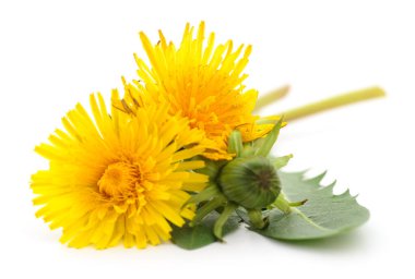 Beyaz arkaplanda yaprakları olan iki karahindiba.