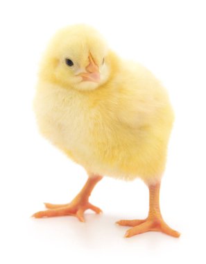 Beyaz arka planda küçük bir tavuk