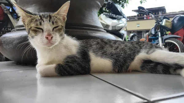 Sleepy Looking Cat Mosque Terrace — Stock Photo, Image