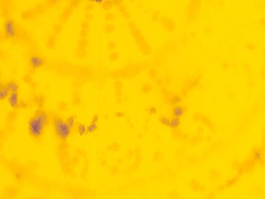 Mor Sıcaklık Modası. Asit Tasarımı. Sarı Basit Gradyan. Ochre Tasarım. Düz Altın Düzen. Mango Fırçası. Mor Fırçalı Arkaplan. Sarı Soyut Güneş. Sarı güneşli doku. Düz Poster. Solid Bg