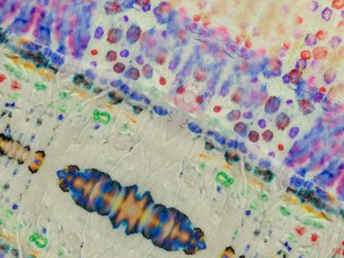 Boyalı Hat Doğu Suluboya. Kırmızı Çiçekli Suluboya Doku. Gri Kravatlı Etnik Parmak izi. Etnik Dip Deseni. Çoklu Renkli Su Tasarımı. Mavi Etnik İzleme Şablonu. Bağla Grunge Dokusunu