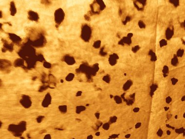 Kırsal Old Cowhide tuval. Eski Sarı Parşömen dokusu. Çizgili Güneşli Sıkıntılı Şekil. Eski yanmış arkaplan dokusu sıcak bronzlaşmış antika nokta. Sarı Eski Su Rengi Su Sıçratma. Tan Sarı Şablon Lekesi.