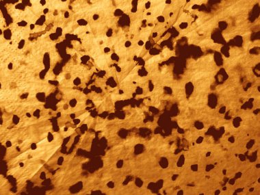 Rustik İnek Antika Grunge. Bronz kahverengi arka plan dokusu Eski yanmış antika leke. Stripe Ocher Dertli Kağıt. Sarı Tan Su Rengi Tuvali. Eski Rustik Şablon Kağıdı. Bronz Parşömen Dokusu.