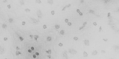 Siyah Ambalaj Kağıdı. Kova dumanı dokusu. Gri Dirty Art Canva. Görüntü Geleneksel Tarzı. Beyaz Rough fırça boyası. Eski Antika Kağıt. Kirli Sanatlar Tarzı. Klasik Etnik Bağlama Boyası.