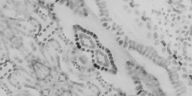 Beyaz Kitap Arkaplanı. Sert Soyut Suluboya. Duvar Grunge Arkaplanı. Görünmez Grungy Sanat Tarzı. Siyah Grunge mürekkep dokusu. Gri Şablon El Yapımı. Sanatsal Pislik. Pastel Boyalı Kumaş Sanatı.