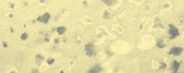 Beyaz Yaratıcı Kravat Boyası. Aquarelle Boya Fırçası. Parlak Kirli Sanat Boyalı. Renkli Kova Fırçası. Renkli Grafik Boyalı. Fırçalanmış malzeme. Gri Fırça Boyası. Kaba Sanat YazıcıComment.