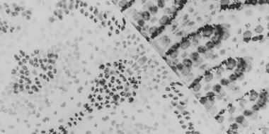 Siyah Antika Kağıt. Soyut boya fırçası giyiyordu. Eski Kirli Sanatlar Efekti. Duvar Grafikleri Boyalı. Beyaz çimento stil dokusu. Soluk Kumaş elementi. Kirli Sanatlar Pankartı. Hasarlı Etnik Bağlanma Boyası.