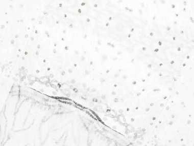 Gri Sade Buz. Beyaz Çizgili Çizgi Çizgisi. Basit fırça bezi. Doku Kirli Parlak. Kağıt rengi doku. Soyut Işık Tablosu. Gri Vintage Doku Fırçası. Kabataslak Çizim Arkaplanı. Kirli Satır Arkaplanı