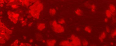 Red Neon Tie Dye Grunge. Red Acid Tye Dye Splash. Tiedye Wallpaper Design. Red Background Illustration Sunny Flourish Fire. Lsd Gradient Flame. Empty Psyhedelic Artwork. Mystic Water Color Violence.