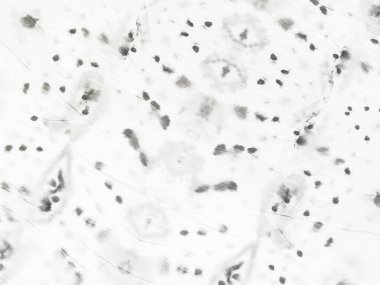 Gri Çizgili Sanat. Beyaz Kağıt Çizim. Basit Soluk Doku. Pis Pis Grunge. Desen Yazdırma Çizimi. Beyaz Vintage Soyut Boya. Doku Parlak Kirli. Kabataslak Çizim Arkaplanı. Düz Eski Arkaplan