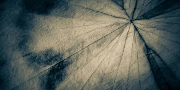 그레이옴브레 세피아 리트로 드로우 가문비나무의 잎이다 초서적 내용이다 그르렁 거리다 — 스톡 사진