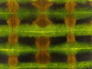 Boya neon soyut suluboya. Mavi Çizgili Neon Renkli Doku. Tye Dip Doku. Boyama Efekti Kırmızı Kravatlı Çizgili Parmak izi. Çok Renkli Çizgili Siyah Tasarım. Gri Çizgili Ikat Deseni.