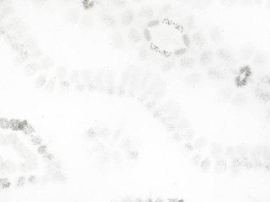 Beyaz Basit Boya. Gri Çizgili Çizgi Çizgisi. Kağıt Parlak Sancak. Beyaz Vintage Soyut Fırça. Doku Kirli Pastel. Düz Soluk Doku. Doku Hafif Kış. Sert Suluboya. Kirli Hat Dökümcüsü